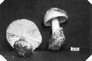 Amanita whetstoneae image