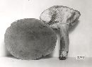 Lactarius corrugis image