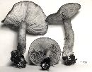 Phylloporus rhodoxanthus image