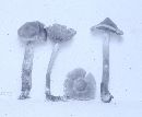 Cortinarius subflexipes image