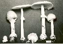 Amanita cothurnata image