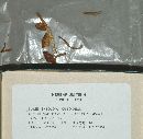 Entoloma cuboideum image
