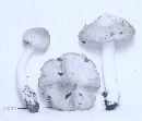 Entoloma cokeri image