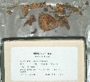 Entoloma aethiops image
