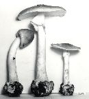 Amanita brunnescens image