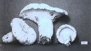 Russula magnifica image