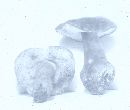 Gyroporus castaneus image