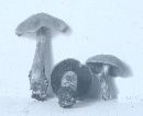 Cortinarius cinnabarinus image