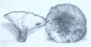 Lactarius atroviridis image