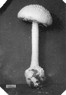 Amanita abrupta image