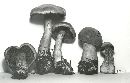 Cortinarius camphoratus image