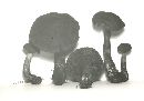 Cortinarius malicorius image