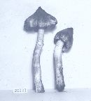 Inocybe rimosa image