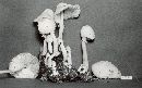 Leucocoprinus cepistipes image