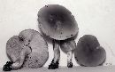 Tricholoma davisiae image