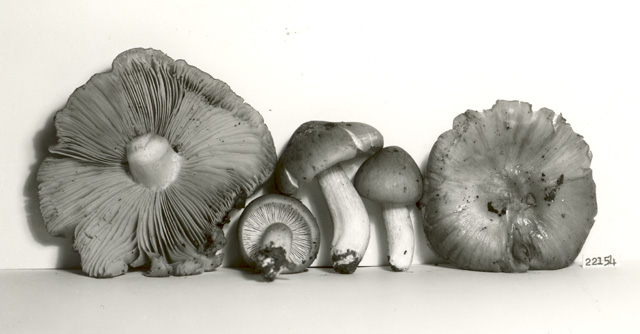 Entoloma clypeatum image