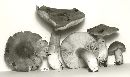 Entoloma clypeatum image