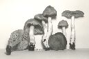 Entoloma rhodopolium image