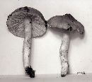 Entoloma cokeri image