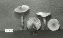 Clitocybe albidula image