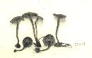 Xeromphalina cauticinalis image