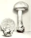 Amanita brunnescens image