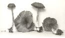 Entoloma serrulatum image