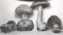 Cortinarius argenteopileatus image