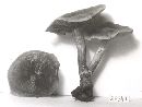 Cortinarius hemitrichus image