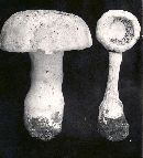 Amanita chlorinosma image