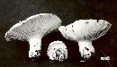 Hygrophorus ponderatus image