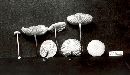 Marasmius delectans image