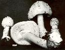 Amanita excelsa image