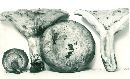 Lactarius maculatus image