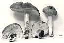 Entoloma bloxamii image