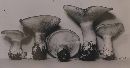 Clitocybe harperi image