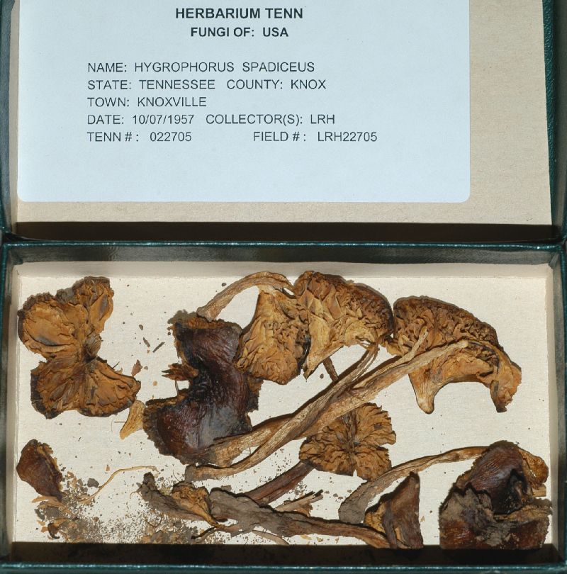 Hygrophorus spadiceus image