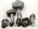 Cortinarius camphoratus image