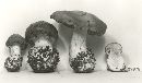 Cortinarius polymorphus image