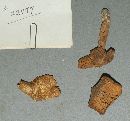 Entoloma conicoumbonatum image