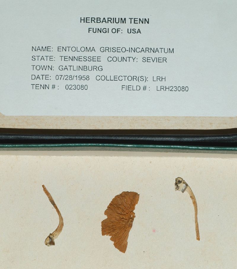 Entoloma griseoincarnatum image
