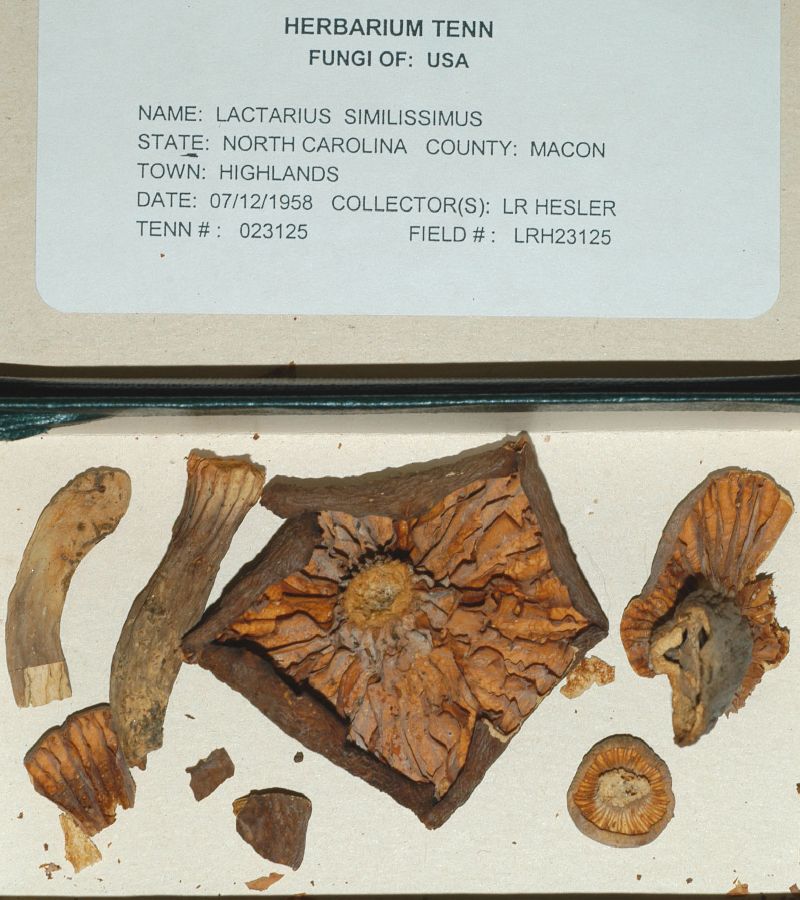 Lactarius similissimus image