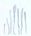 Gloeoglossum difforme image