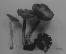 Cortinarius bolaris image