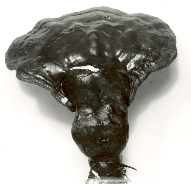 Polyporus tsugae image
