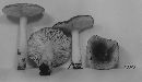 Russula praetenuis image