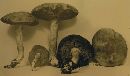 Pulveroboletus melleoluteus image