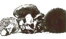 Cortinarius subaustralis image