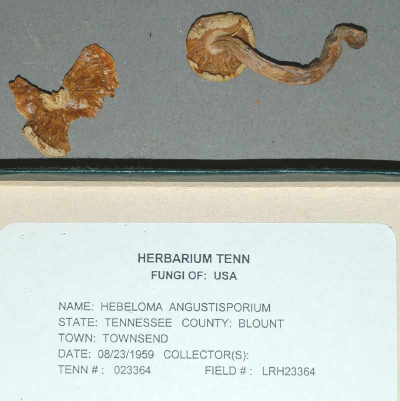 Hebeloma angustisporium image