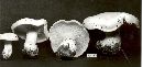 Clitocybe robusta image